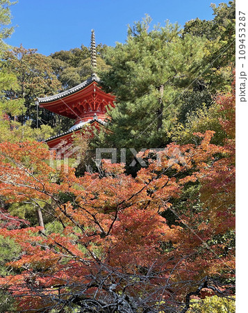 京都 東山 今熊野観音寺 医聖堂と紅葉 京都 東山 今熊野観音寺 医聖堂と紅葉 109453287