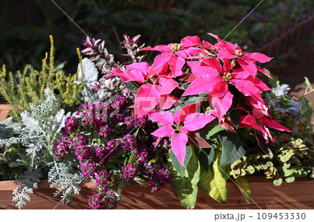 ピンク色ポインセチアの寄せ植え ピンク色ポインセチアの寄せ植え 109453330