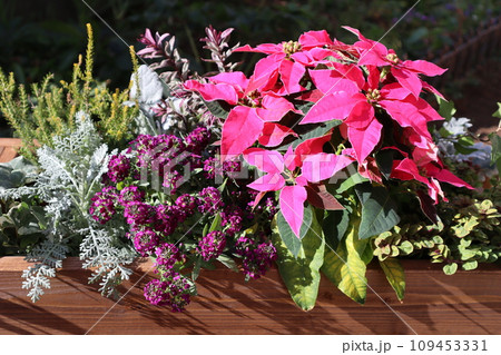 ピンク色ポインセチアの寄せ植え ピンク色ポインセチアの寄せ植え 109453331