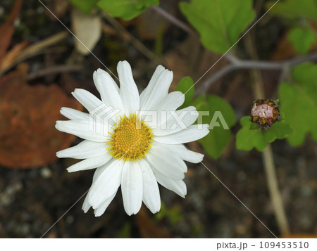 リュウノウギクの花 リュウノウギクの花 109453510