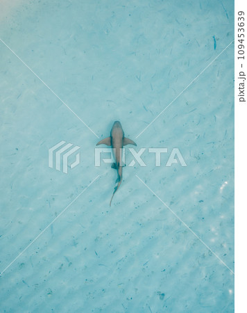Nurse shark in transparent ocean on shallow water. Aerial view 109453639