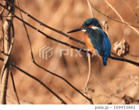 近所の小川で撮ったカワセミ 109453662