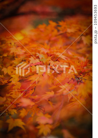 鮮やかな紅葉 鮮やかな紅葉 109453693