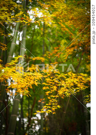 竹林と紅葉 竹林と紅葉 109454017