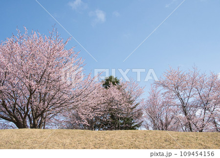 青空と丘に桜が咲いている札幌真駒内公園 109454156