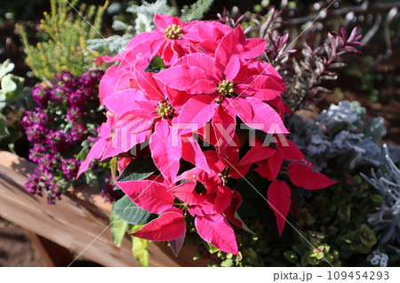 ピンク色ポインセチアの寄せ植え 109454293