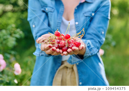 Close-up crop of red cherries in hands of woman, summer garden 109454375