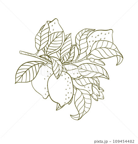 Engraving lemon on branch with leaves. Hand drawn whole lemon or lime growing on twig. Vintage design citrus fruit in sketch style for juice labels, packages and study books. Vector illustrations. 109454482