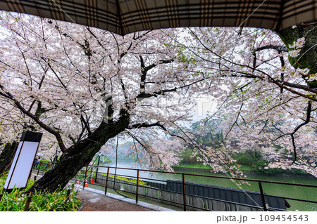 東京 千代田区 雨の千鳥ヶ淵の桜 東京 千代田区 雨の千鳥ヶ淵の桜 109454543