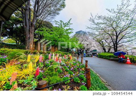 東京　千代田区　雨の千鳥ヶ淵の桜 109454544