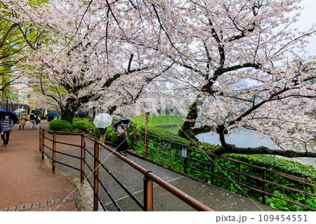 東京　千代田区　雨の千鳥ヶ淵の桜 109454551