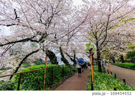 東京　千代田区　雨の千鳥ヶ淵の桜 109454552