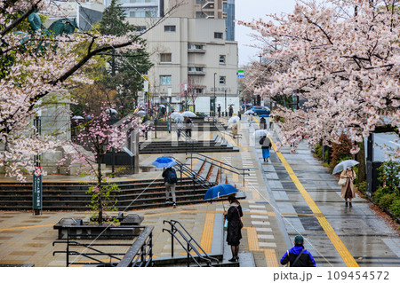 東京 千代田区 雨の千鳥ヶ淵の桜 東京 千代田区 雨の千鳥ヶ淵の桜 109454572