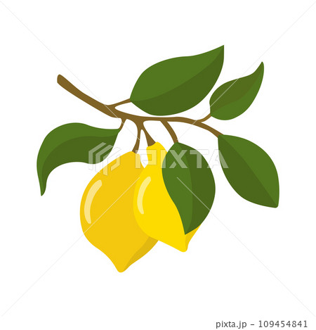 A lemon sprig with lemon fruits in a flat style. Vector illustration highlighted on a white background. 109454841