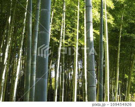 竹林の中にある風景 竹林の中にある風景 109454926