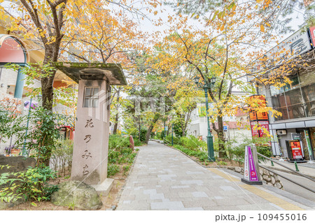 兵庫県宝塚市　宝塚大劇場へ続く道「はなの道」 109455016