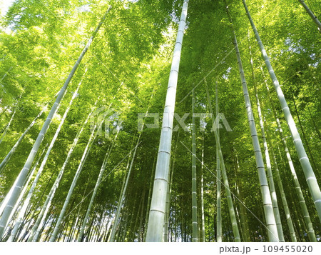 竹林を見上げる 竹林を見上げる 109455020