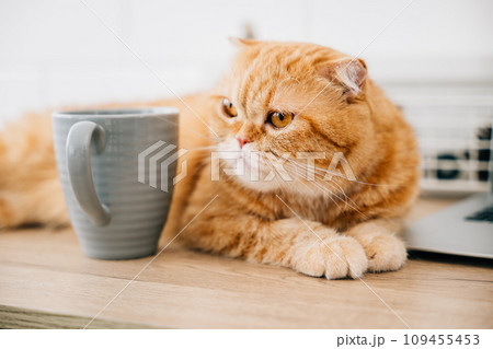 Scottish Fold cat, cute and furry, sits on a table by a coffee cup, croissant, and business documents on a wooden desk. Window view is bright in the morning 109455453