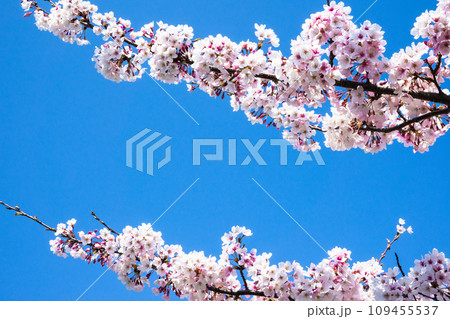 春の青空に映える満開の桜 109455537