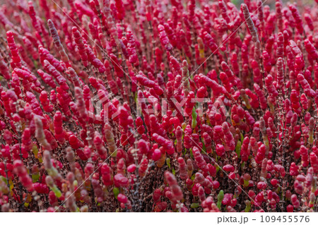 紅葉期のアッケシソウ 109455576