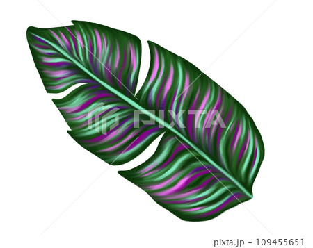 Tropical jungle palm leaf. Realistic hand drawn illustration. Isolated on white. Tropical jungle palm leaf. Realistic hand drawn illustration. Isolated on white. 109455651