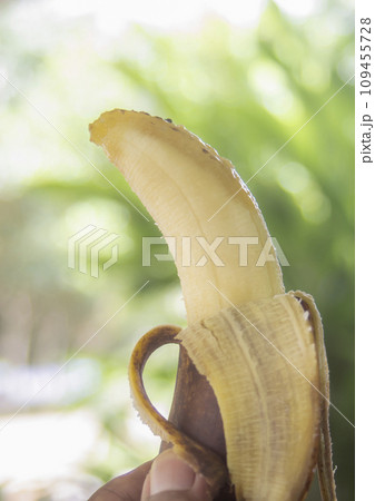 Rotten banana with hand holding on blurred bokeh nature Rotten banana with hand holding on blurred bokeh nature 109455728