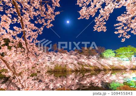《新潟県》桜満開・春の高田城址公園の夜景 《新潟県》桜満開・春の高田城址公園の夜景 109455843