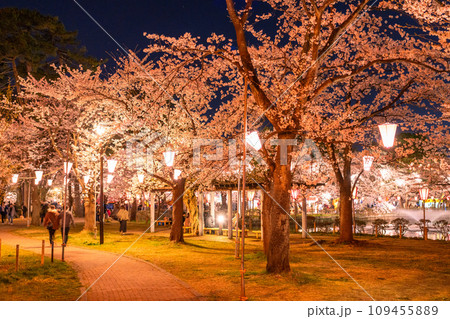 《新潟県》桜満開・春の高田城址公園の夜景 109455889