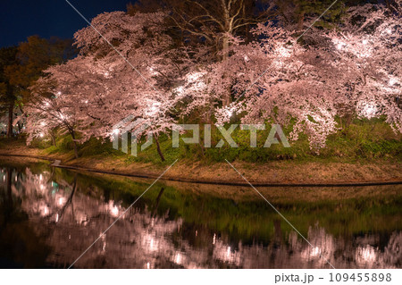 《新潟県》桜満開・春の高田城址公園の夜景 109455898