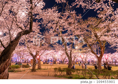 《新潟県》桜満開・春の高田城址公園の夜景 109455901