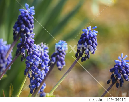 春の花壇　ブルーの花　ムスカリ 109456015