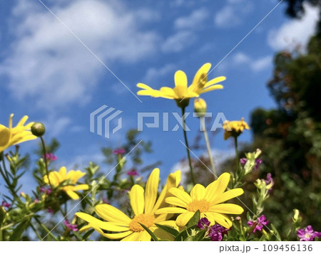 黄色い花と青空 109456136