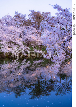 《新潟県》桜満開・春の高田城址公園の夜景 109456157