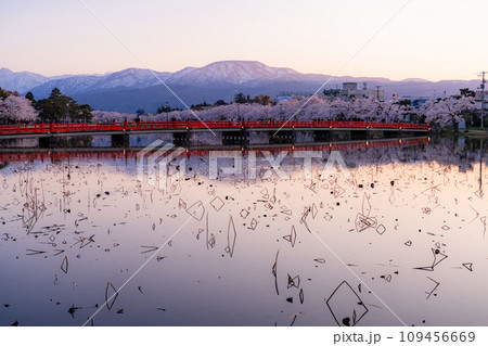 《新潟県》桜満開・春の高田城址公園の夕景 109456669