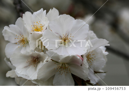 桜の花 桜の花 109456753
