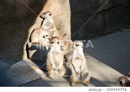 可愛いミーアキャット 可愛いミーアキャット 109456756