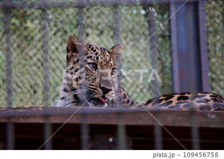 動物園の目玉 意外と可愛いが凶暴 動物園の目玉 意外と可愛いが凶暴 109456758