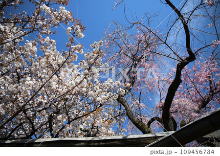 桜の花 桜の花 109456784