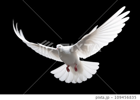 Graceful white dove in flight with wings beautifully arched, isolated over black background 109456835