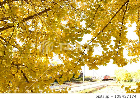 華やかな黄葉と赤い電車 109457174