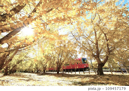 華やかな黄葉と赤い電車 109457179