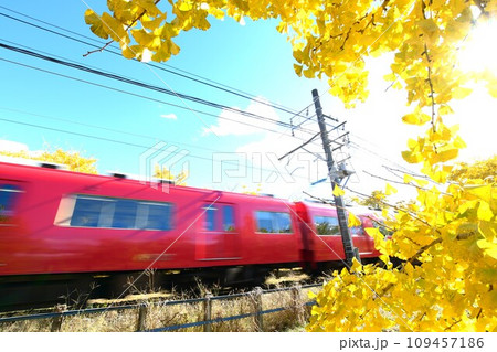 華やかな黄葉と赤い電車 華やかな黄葉と赤い電車 109457186