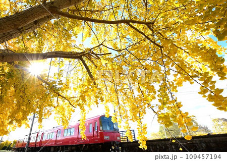 華やかな黄葉と赤い電車 華やかな黄葉と赤い電車 109457194