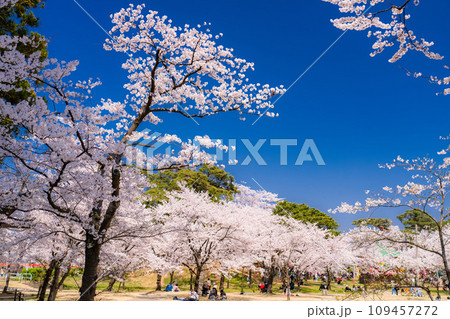 《新潟県》桜満開・春の高田城址公園 《新潟県》桜満開・春の高田城址公園 109457272