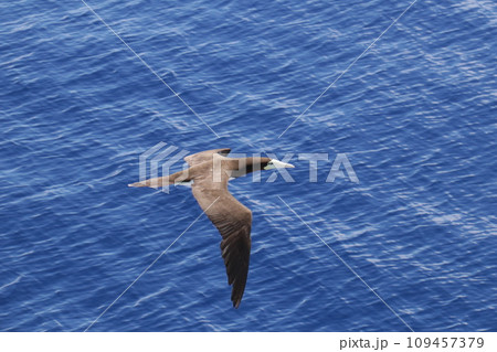 カツオドリ 109457379