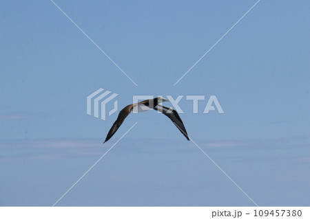 カツオドリ 109457380