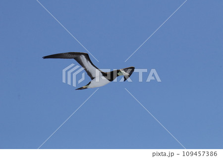 カツオドリ 109457386
