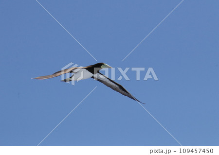 カツオドリ 109457450