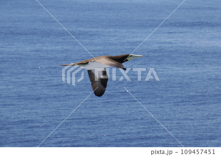 カツオドリ 109457451