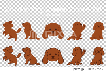 Simple and cute ruby-colored Cavalier King Charles Spaniel illustration set with and without main lines 109457547